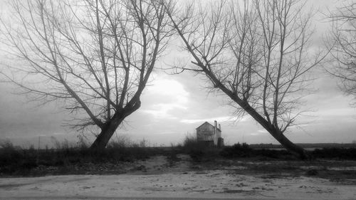 Bare trees on landscape