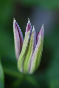 Close-up of flower