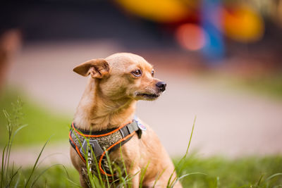 Close-up of dog looking away on field