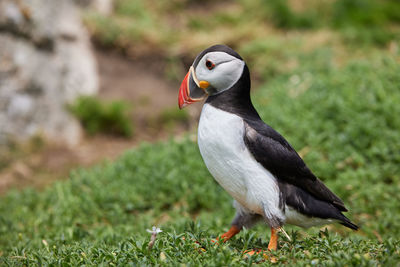 Puffin birds on the saltee islands in ireland, near their nest