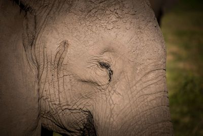 Close-up of elephant