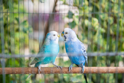 Close-up of bird perching on fence