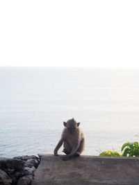 Cat sitting by sea against sky