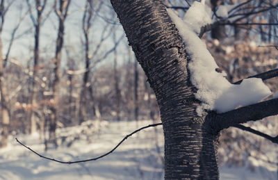 Close-up of bare tree branches during winter