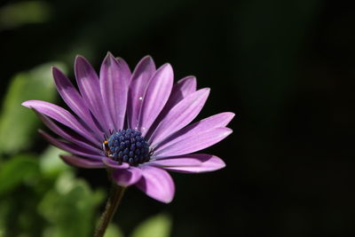 Close-up of purple flower blooming outdoors