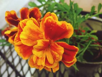 Close-up of fresh day lily blooming outdoors