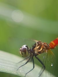 Close-up of insect on leaf