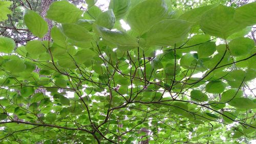 Low angle view of trees