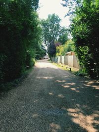 Road amidst trees