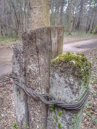 Close-up of tree stump in forest