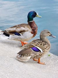 Two birds in a lake