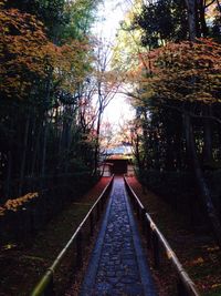 Footbridge in forest