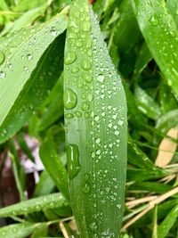 Close-up of wet green leaves during rainy season