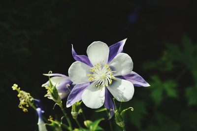 Close-up of purple flower blooming outdoors