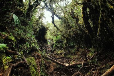 Trees growing in forest