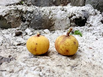 Close-up of fruits on tree