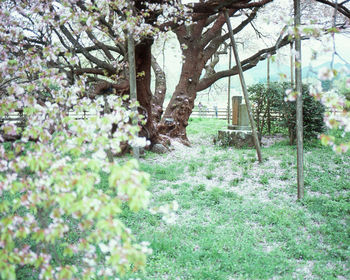 View of flowering tree in forest