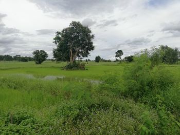 Trees on field against sky