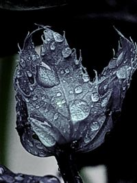 Close-up of water drops on leaf