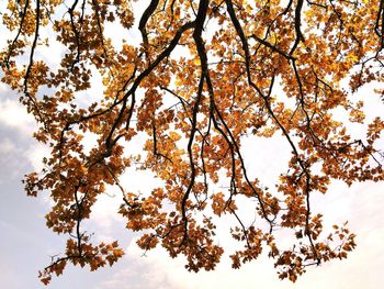 Low angle view of trees