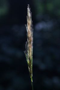 Close-up of wheat growing on field