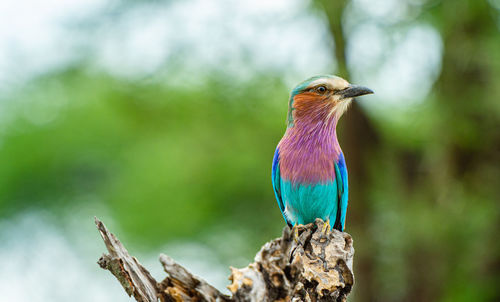 Lilac breasted roller bird resting on branch in safari, africa
