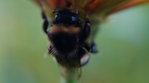 Close-up of insect on leaf