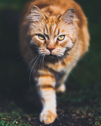 Close-up portrait of a cat