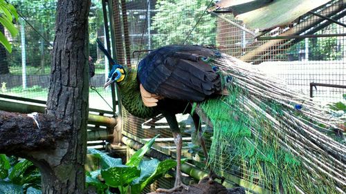 Woman standing on tree trunk