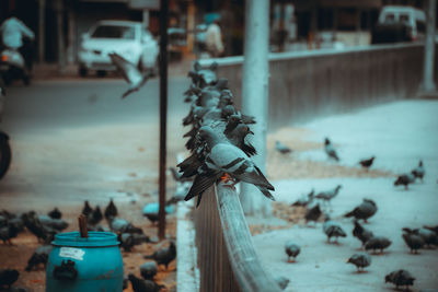 Close-up of birds on land