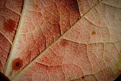 Full frame shot of wet maple leaf