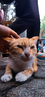 Close-up of hand feeding cat
