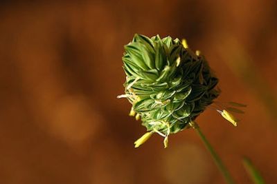 Close-up of flower bud