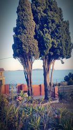 Trees by sea against clear sky