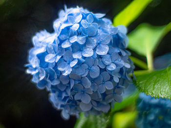 Close-up of purple hydrangea plant