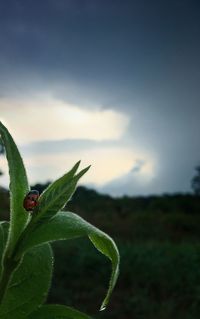 Close-up of insect on plant against sky