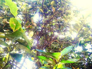 Low angle view of fruits on tree