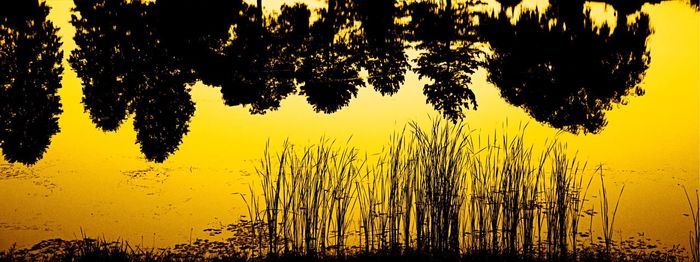 Close-up of silhouette tree against lake during sunset