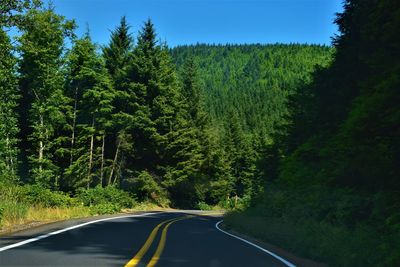 Road amidst trees in forest against sky