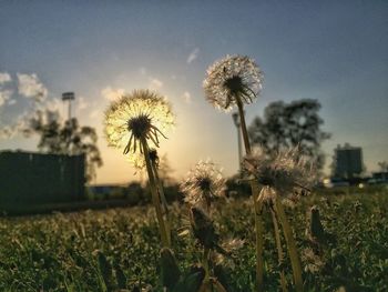 Close-up of dandelion flower in field