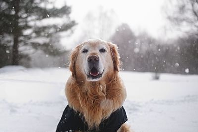 Close-up of dog on snow against sky