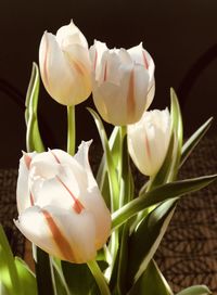 Close-up of white tulips