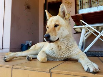 Close-up of dog sitting on floor