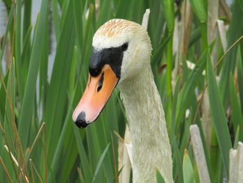 Close-up of swan on grass