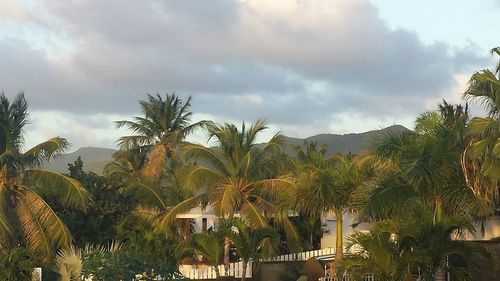 Palm trees against cloudy sky