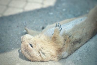 Close-up of groundhog lying down