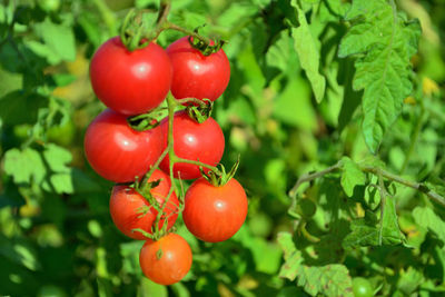 Close-up of red cherries