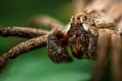 Close-up of spider