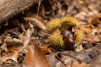 Close-up of fruits