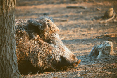 Close-up of wild boar resting by tree on field